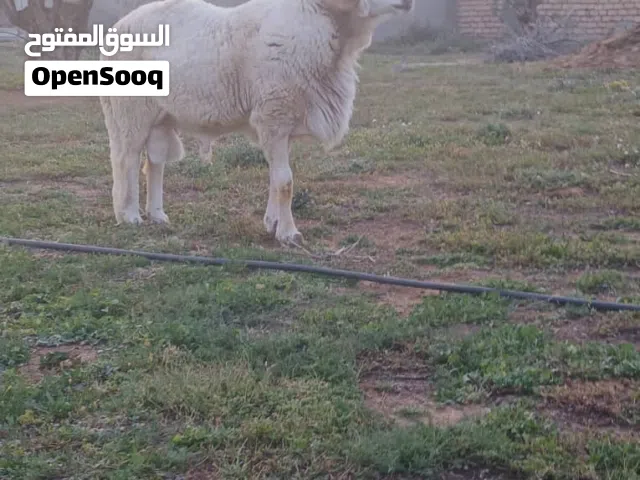 فحل سداس اقرا الوصف