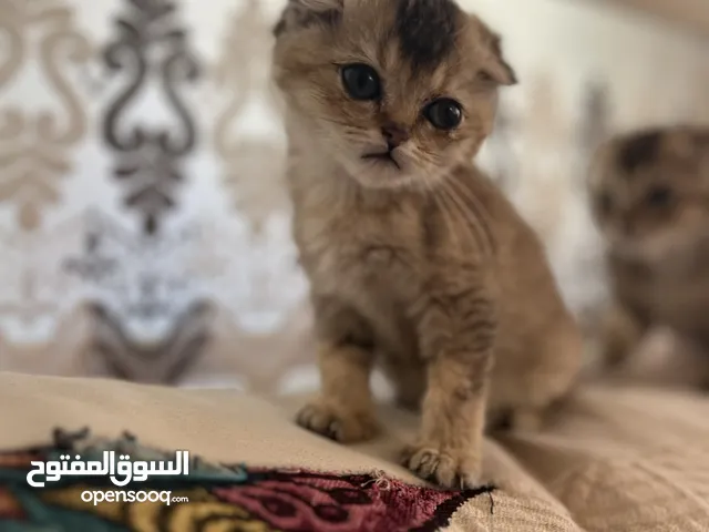 بسم الله ما شاء الله
