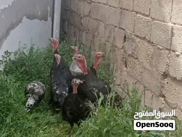 اربع فرخات وثلاث ديوك للبيع