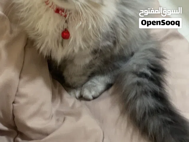 قطة شيرازيه اليفه