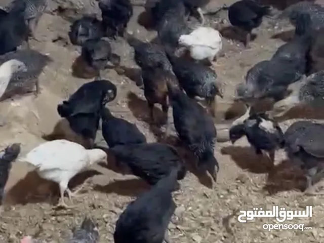 فراخ بلدي عدد 400 تقريبا بلدي وفيومي ولوهمان ...صيصان بلدي...فراخ حبش هولندي جامبو