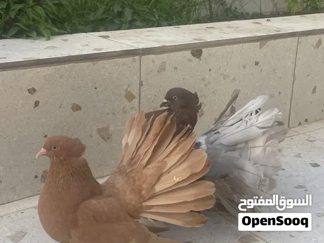 زوج شمسي امريكي بيور