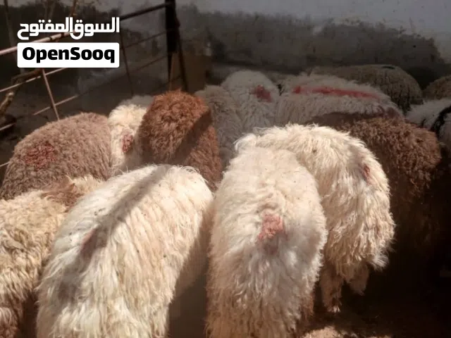 ذبائح بلدي لحم