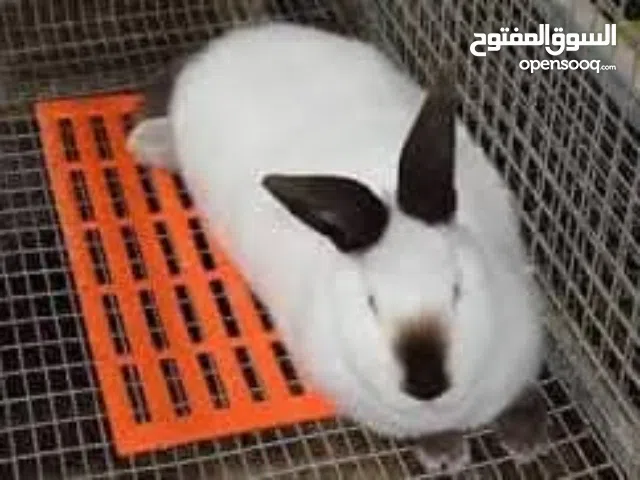 بيع ارنب للكل اسعار ممتازه سعر الكيلو 150 جنبه