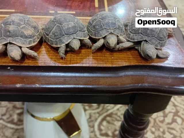 متاح سلاح سلحفاه عدد سته بصحه جيده