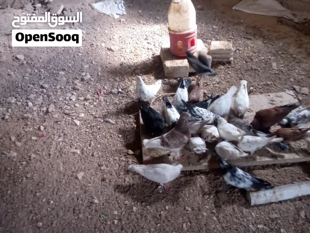 حمام باكستاني للبيع