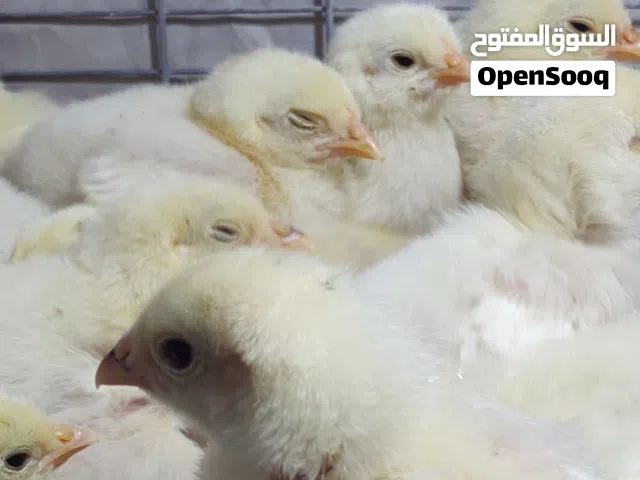 افراخ دجاج براهمه خط اول عمر اسبوعين السعر 4 افراخ ب25 الف