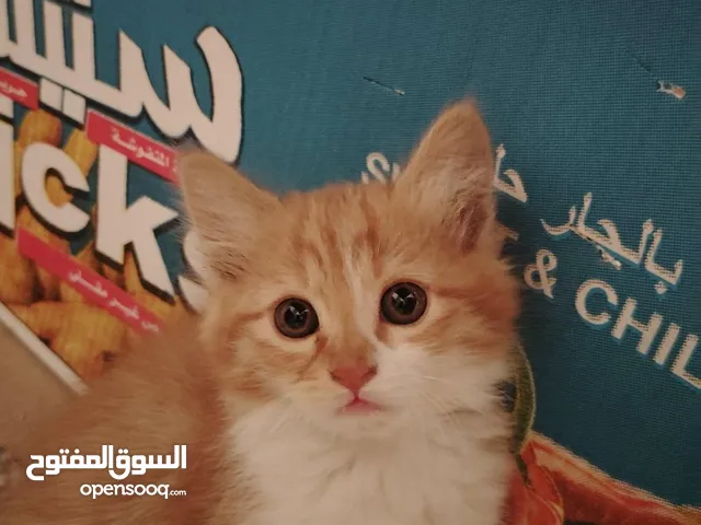 عرض قطط للتبني الى شخص يحب القطط ويخاف ربنا فيهم وعدم رميهم في الشارع عند الملل منهم
