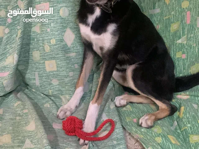 كلب جيرمن مهجن هاسكي انثى اليف اسمها نيرا