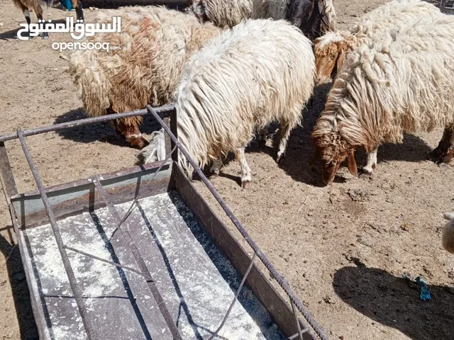 خروف بلدي بلدي نظيف