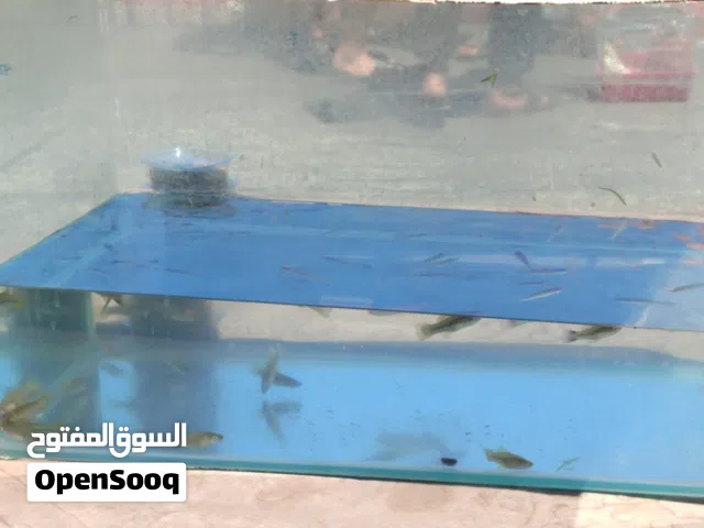 مولي و سياف