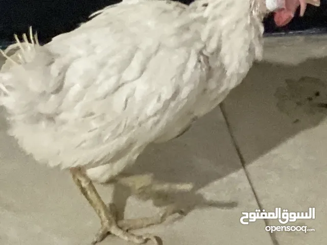 فدك الزهراء