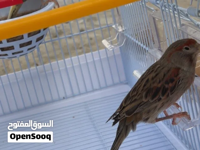 عصفير كناري