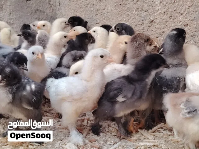 صيصان براهما بف جامبو