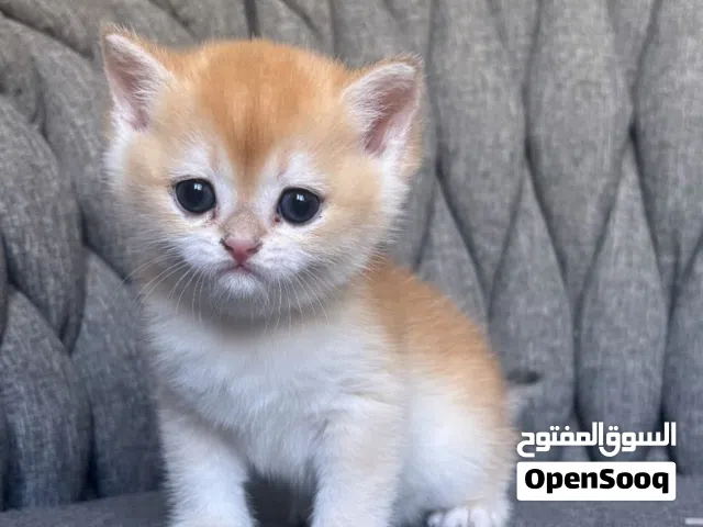 British Shorthair Golden NY12 male
