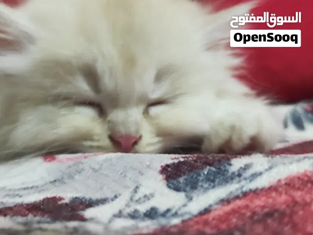 قطه شيرازى