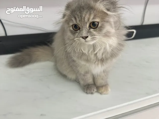 قطه للتبني عمرها 4 شهور