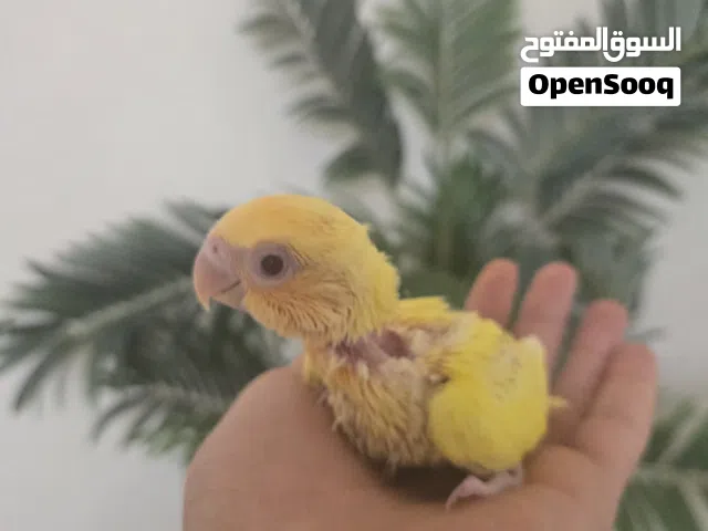 فروخ روز اليفات لاتينو عيون حمر طبعا كلهم نوادر و الوان حلوه اقرا الوصف معلومات اكثر هناك