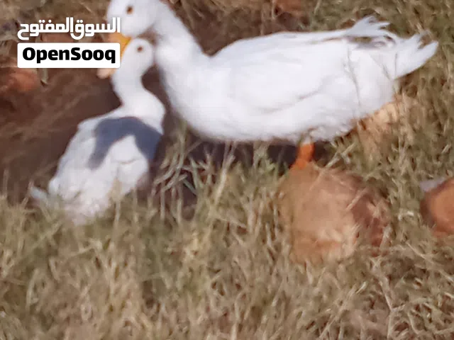 زوز دكوره بط تقريبا دكوره للبيع اي حد يبيهم زينه او بيخدهم لمعسب يتواصل معاي