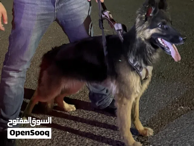 جيرمن شيبرد pure مدرب طاعة و شراسة