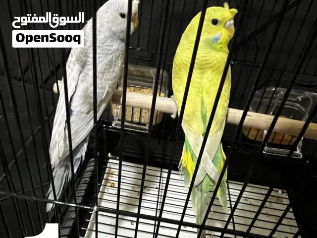 طيور الحب البادجي القصيم