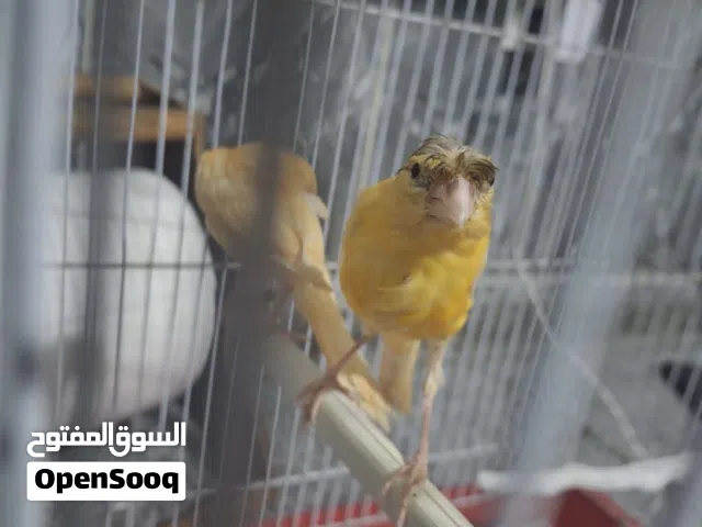 بسم الله ما شاء الله بناديق كنار حبات اشي فاخر