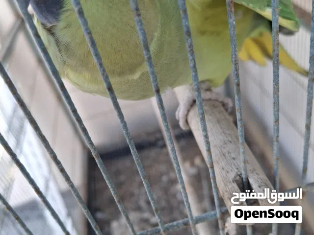 متوة اليفة نثية العمر سنتين