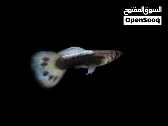 اسماك جوبي نادرة