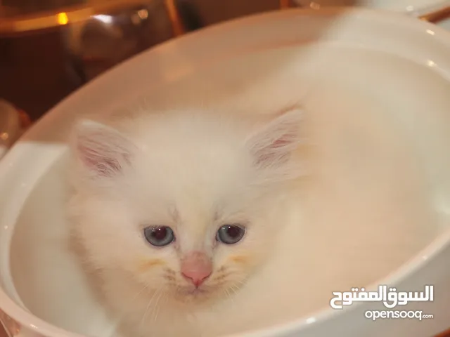 قط صغير هملايا اورنج العمر شهرين و13 يوم شامل الملحقات