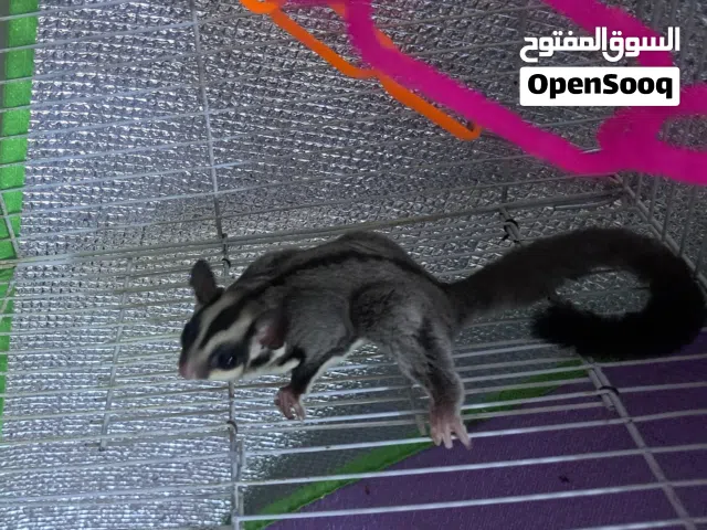 متوفر السنجاب الطائر شوقر قلايدر... Flying squirrel Sugar Glider available