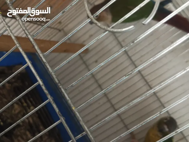 متاح جواز دره لتينو وسكني بسعر مغري