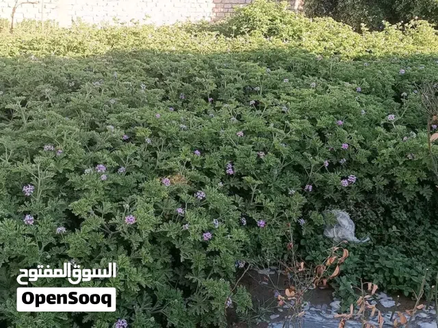 عطر ورق للبيع