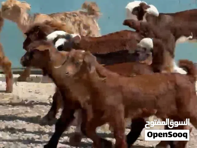ذبايح عمانيه محليه على 600 درهم