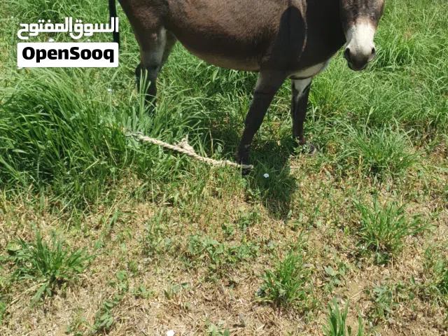 للبيع حمارة
