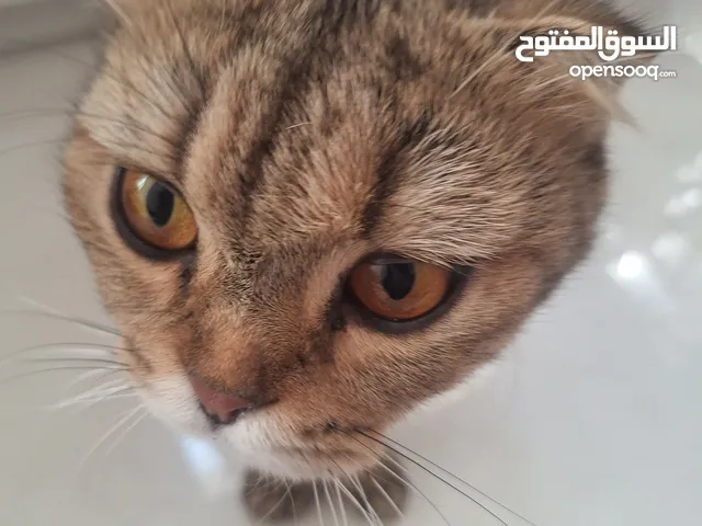 قطة شيرازي للتبني