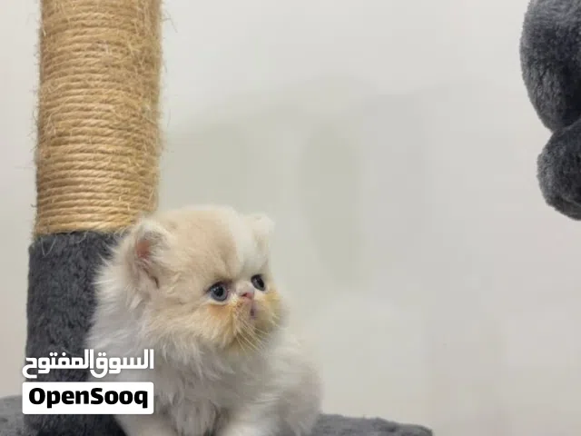 ذكر بيكي فيس