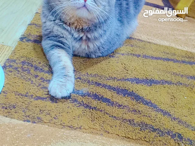سكوتش فولد سلفر بلو تابي