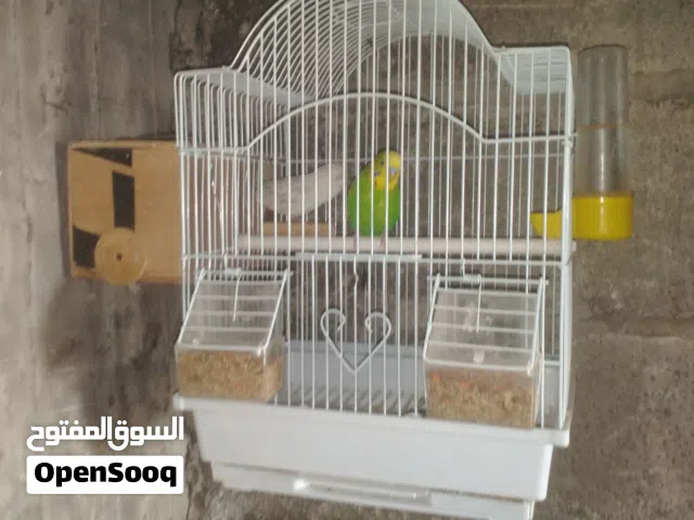 طيوررر متزوجه مع الفروخ