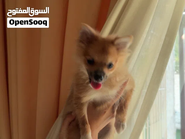 كلب بومرينيان