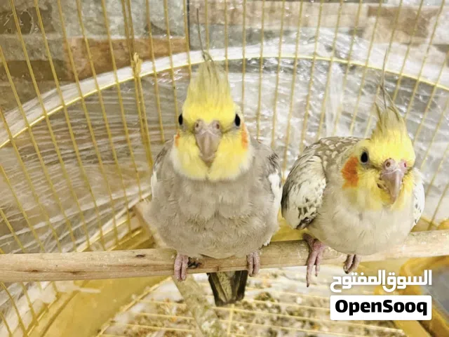 اثنين ببغاء الكوكتيل واحد ذكر وثانية أنثى لحق خالك العرض لمدة 3 أيام فقط مع اكل وقفص ذهبي كبير جدااا