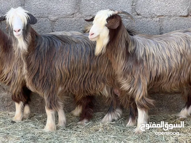 اغنام عمانيات جباليات راهيات ما شاء الله يصلحن للتربيه وللذبح أحجام وأوزان طيبه كل شي سليم فيهن