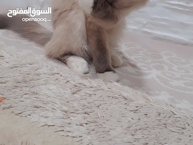 cat she loves to play