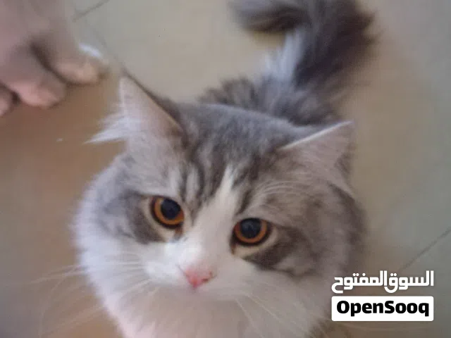 قط للتبني مكس شانشيلا بلدي التواصل على الواتساب للمهتمين