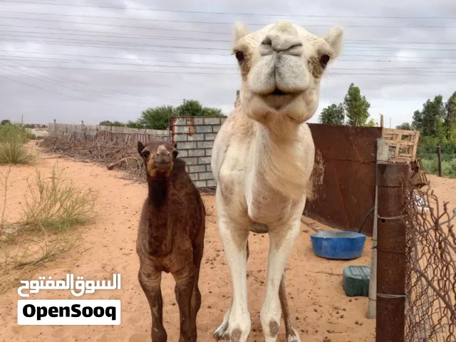 السلام عليكم ناقة والدة
