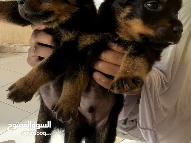 Rotwiller puppies males 35 days