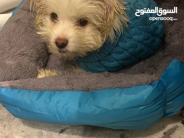 Maltese dog for sale very healthy and vaccinated