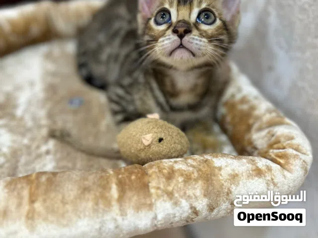 Bengal kitten