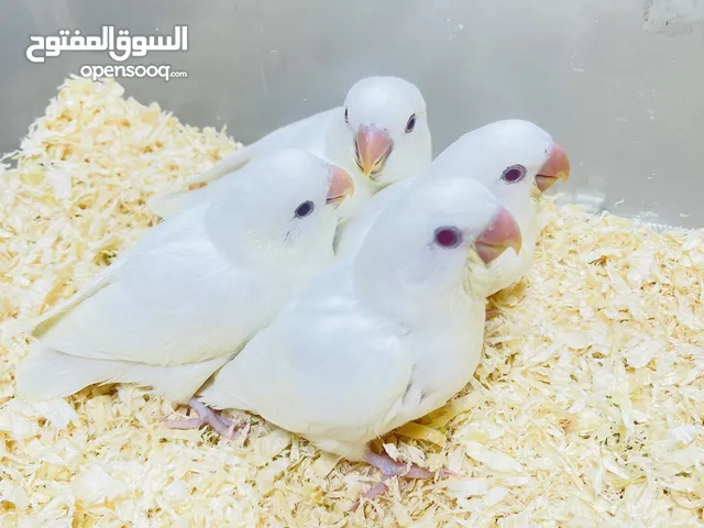 Hand feeding Bronze Fallow Love Birds Chicks