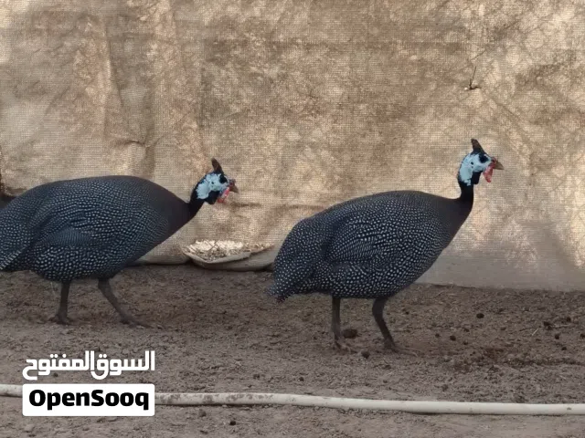 بيع حبشيات...  العمر غير معرف والجنس غير معرف