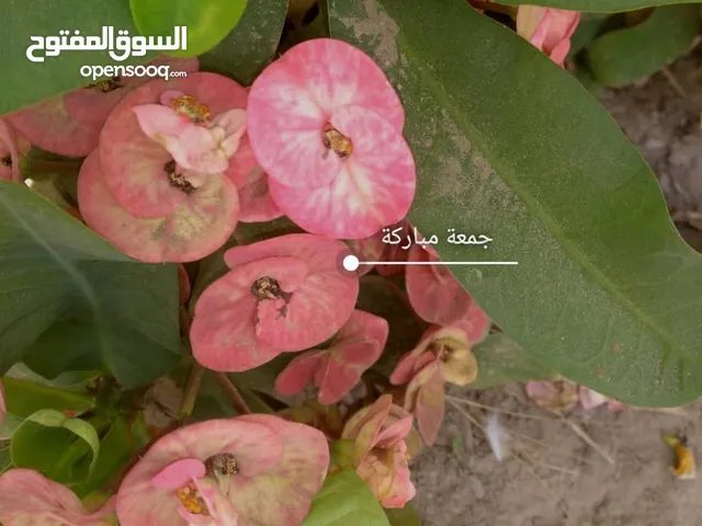 اشجار ونباتات أرض الجنتين لبيع جميع انواع اشجار الزينة وغيرها
